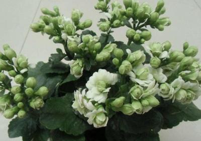 秋天来了,赶紧给“长寿花”盆里加点“它”,花苞开的拦不住！