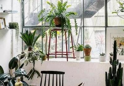 这3种植株试着用“水”养,不换“花盆”照样呼呼长！