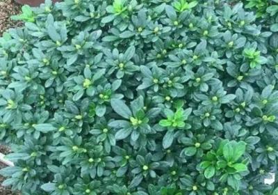 秋天把它丢盆里,叶子油绿花开爆,10年不烂根！