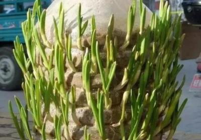 油桶戳个洞,10天就变小菜园,一年不用花钱买菜了！