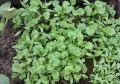 香菜怎么种植容易发芽