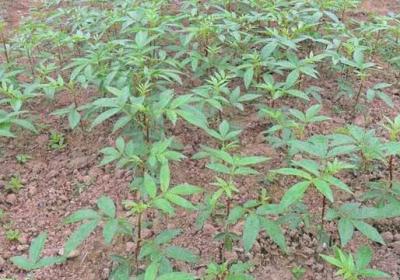 花椒籽怎么种才能发芽