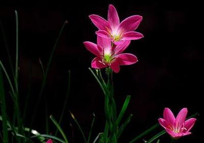 好一朵美丽的“风雨兰”,家里养一盆,1年就能“花满盆”