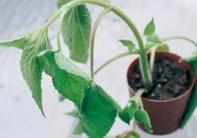 秋天你还在用这3种水浇花？快停手,不然花都要被你浇死了