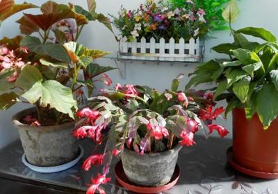 谁说养花“费钱”,路边捡这3样东西,用上点啥花都能长得旺！