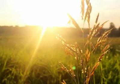 这3种植株不能“晒”,你把它放阳台上养,不黄叶才怪！