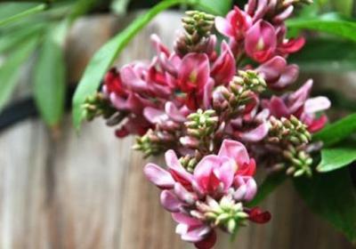 香花崖豆藤的养殖方法