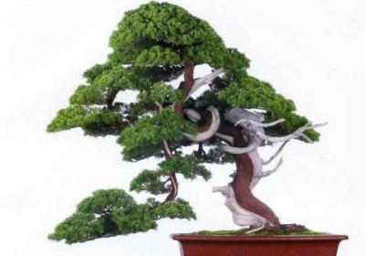 真柏怎么扦插