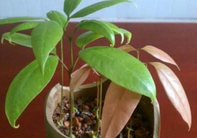 芒果核怎么种