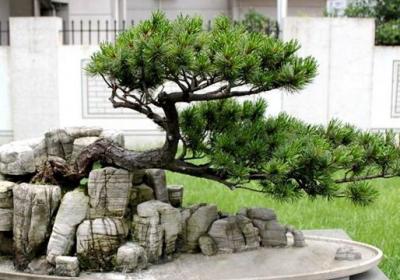 大阪松怎么养