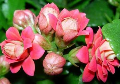 “长寿花”开满盆并不难,勤“砍”枝头,花开的拦不住