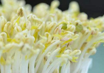 怎么种豆芽