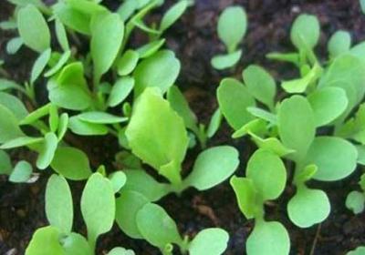 生菜怎么种植容易发芽