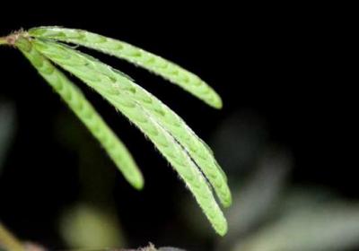 含羞草种子怎么种植