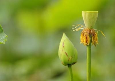 莲花怎么种