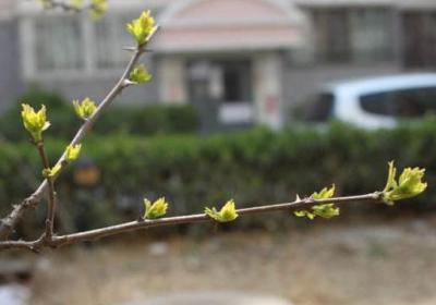 花椒怎么种植