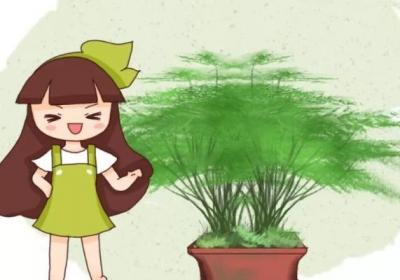 文竹长出小黑豆,邻居把它扔盆里,1个月长成小竹林！