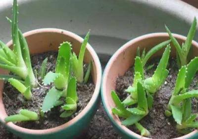 芦荟怎么种