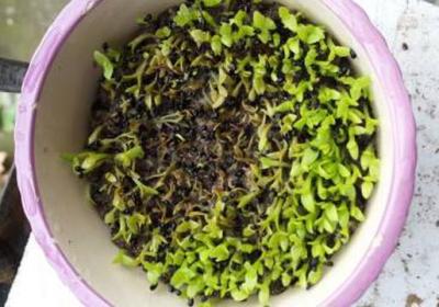 火龙果怎么种植方法