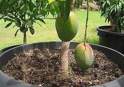 芒果核怎么种盆栽