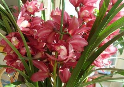 这种兰花“开的旺”,开花的时候想不“爆盆”都难,特好看