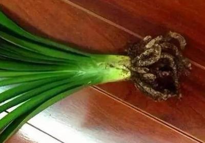 秋天给花的“根”剪两刀,不光没事,长得还更好了