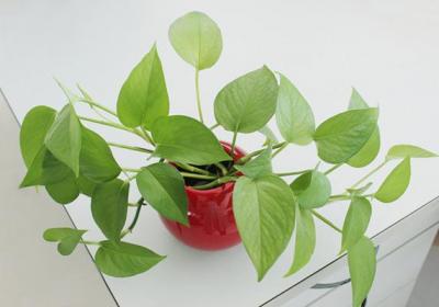 秋天1盆水,绿萝蟹爪兰蹭蹭冒芽,疯长起来不要命！
