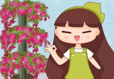 蟹爪兰朱顶红……一年开花3、4次,咋做到的？