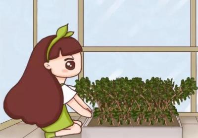 2平米的封闭阳台,竟然能种20种菜,一年都够吃了！