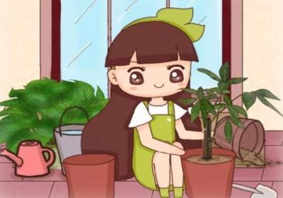 绿萝发财树…现在是最佳换盆期,再晚秋天都熬不过！