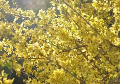 迎春花怎么种植