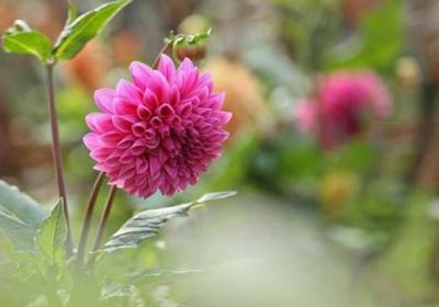 大丽花怎么养护