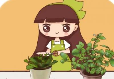 茉莉长寿…抓紧狠心剪,再晚几天花都不开了！