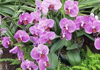 蝴蝶兰怎么养才能开花
