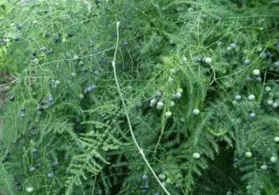 他家的虎皮兰文竹…一次结果100个,枝条都压弯,邻居羡慕死了！