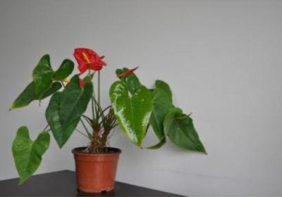 红掌开花小是什么原因
