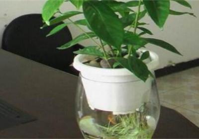 水培栀子花怎么养