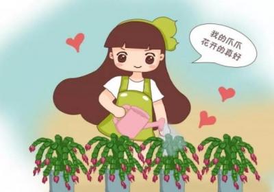 蟹爪兰喝点它,秋天连开100朵,叶子肥得直滴油！