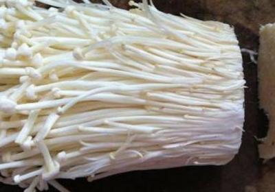 金针菇根可以再生吗