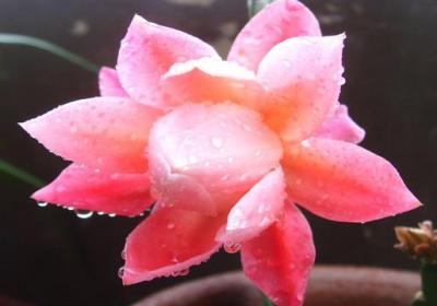 荷花怎么浇水