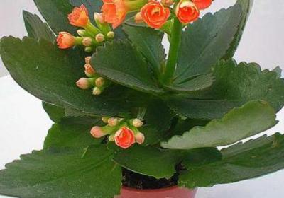 长寿花怎么换盆