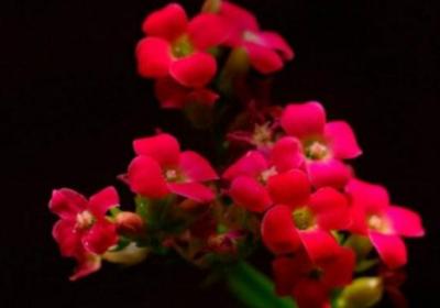 长寿花怎么浇水