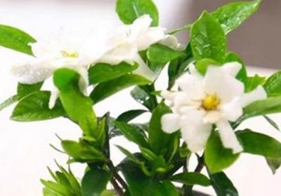 盆栽栀子花怎么浇水