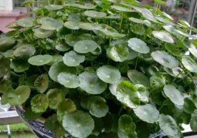 秋天盆底垫点它,花养30年都根系粗壮,叶片浓绿,开花不停！