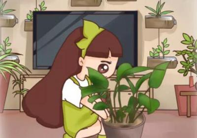 枕头里掏出一把芯,扔花盆里,绿萝吊兰长疯了！