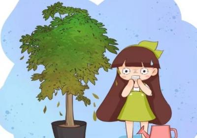 秋老虎来了,做了这些傻事儿,你的花立马死翘翘！