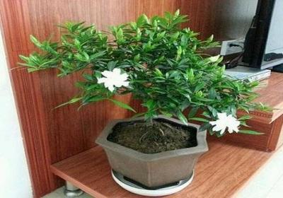 栀子花可以浇淘米水吗
