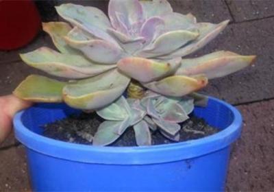 多肉侧芽怎么分株