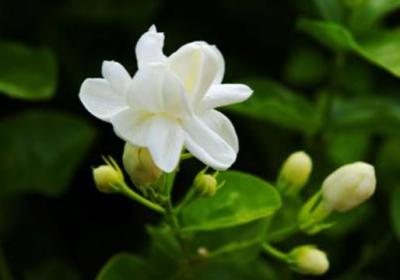 茉莉开花后怎么修剪