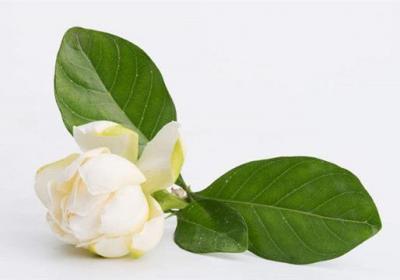 小叶栀子花怎么养